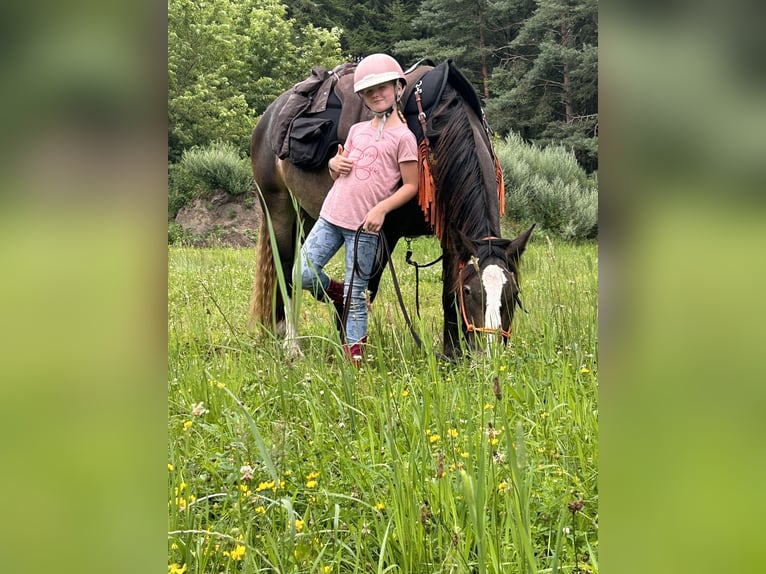 Appaloosa Mix Merrie 4 Jaar 155 cm Appelschimmel in Soltau