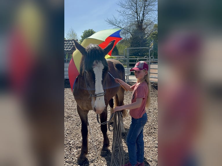 Appaloosa Mix Merrie 4 Jaar 155 cm Appelschimmel in Soltau