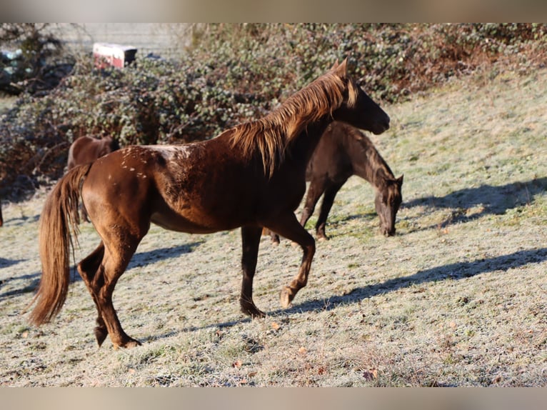 Appaloosa Merrie 4 Jaar 155 cm  in Lörrach