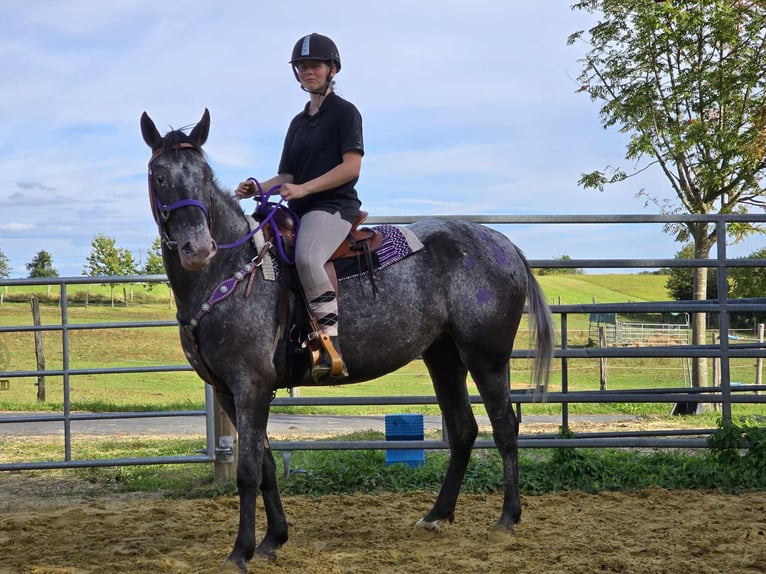 Appaloosa Mix Merrie 4 Jaar 156 cm Appaloosa in Linkenbach