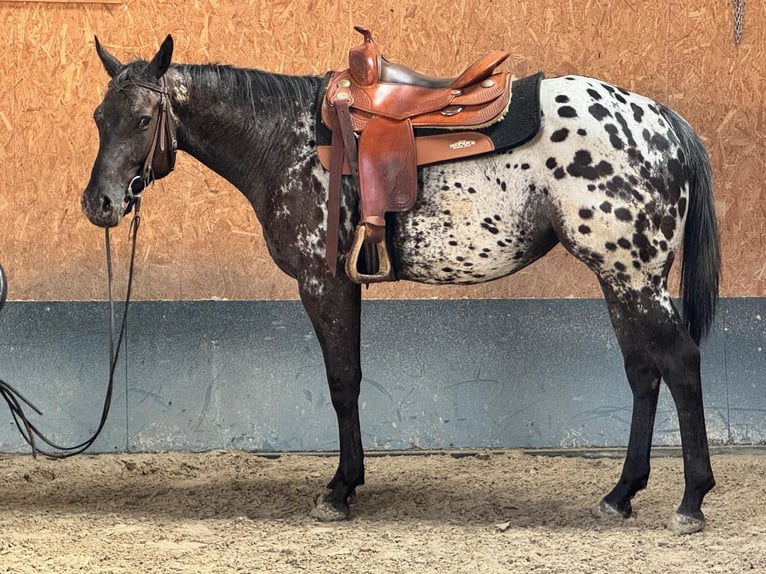 Appaloosa Mix Merrie 4 Jaar 156 cm Zwart in Stadthagen