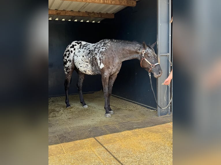 Appaloosa Merrie 4 Jaar 156 cm Zwart in Stadthagen