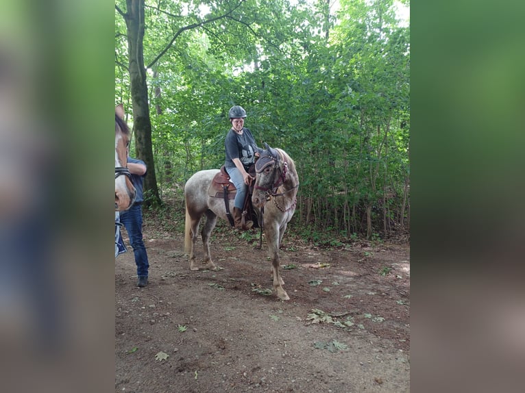 Appaloosa Merrie 4 Jaar 157 cm Red Dun in Sittard