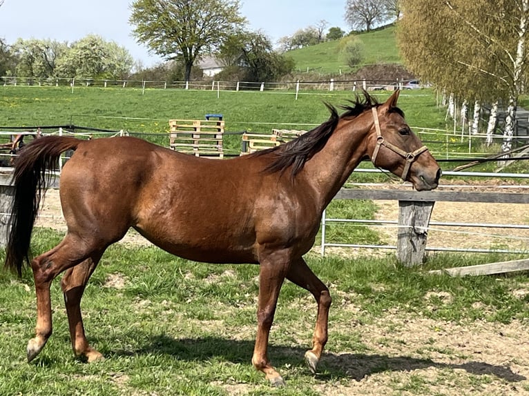 Appaloosa Merrie 4 Jaar 157 cm Roodvos in Schieder-Schwalenberg