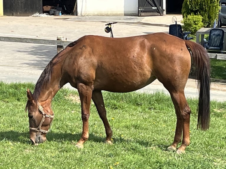 Appaloosa Merrie 4 Jaar 157 cm Roodvos in Schieder-Schwalenberg