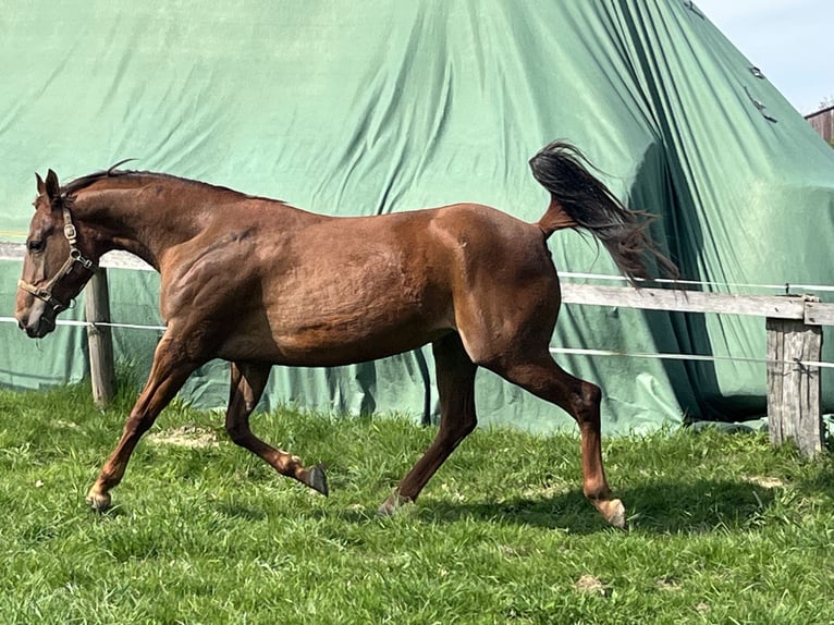 Appaloosa Merrie 4 Jaar 157 cm Roodvos in Schieder-Schwalenberg