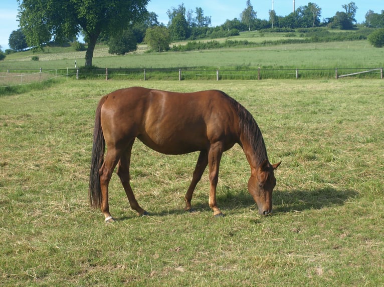 Appaloosa Merrie 4 Jaar 157 cm Roodvos in Schieder-Schwalenberg