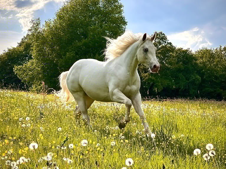 Appaloosa Merrie 4 Jaar 158 cm in Liebenau