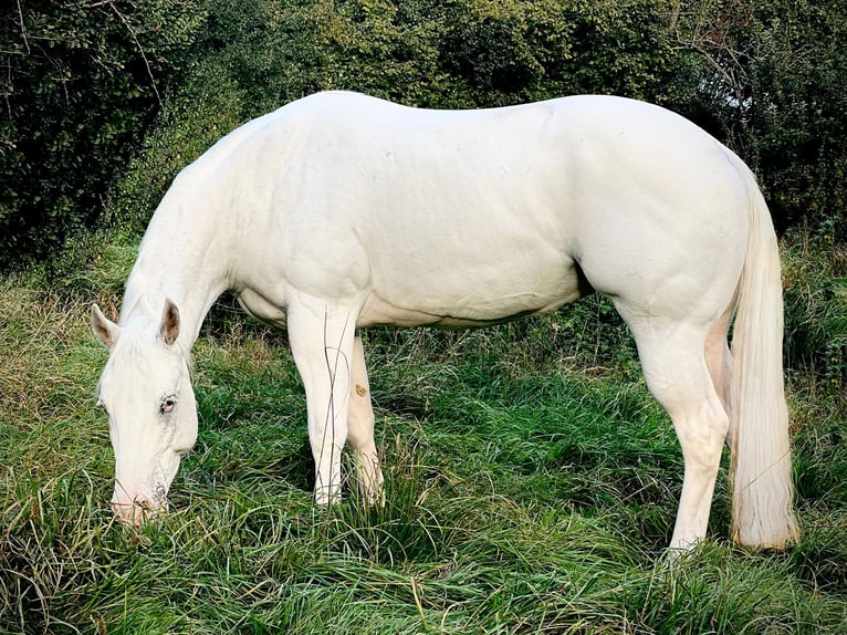 Appaloosa Merrie 4 Jaar 158 cm in Liebenau