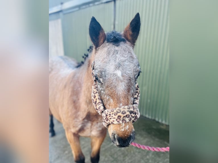 Appaloosa Merrie 5 Jaar 128 cm Roan-Red in Sligo