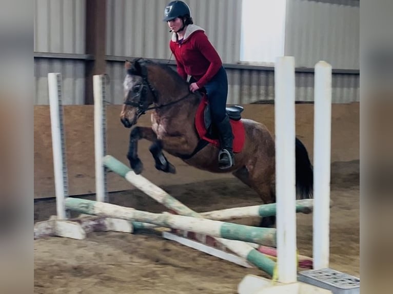 Appaloosa Merrie 5 Jaar 128 cm Roan-Red in Sligo