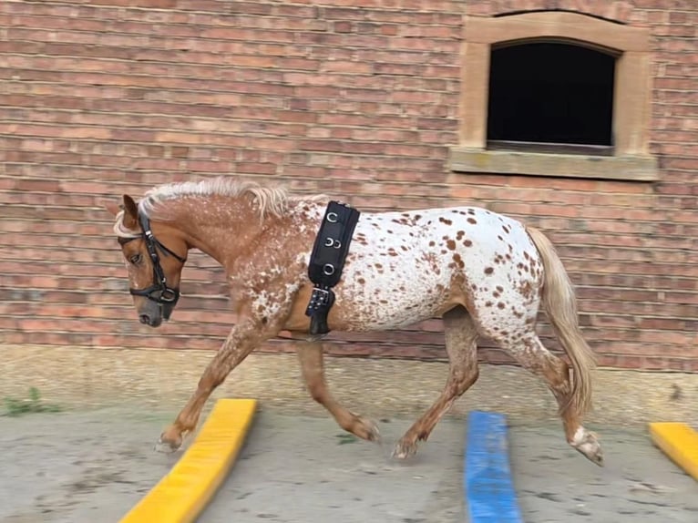 Appaloosa Merrie 5 Jaar 142 cm Appaloosa in Naumburg