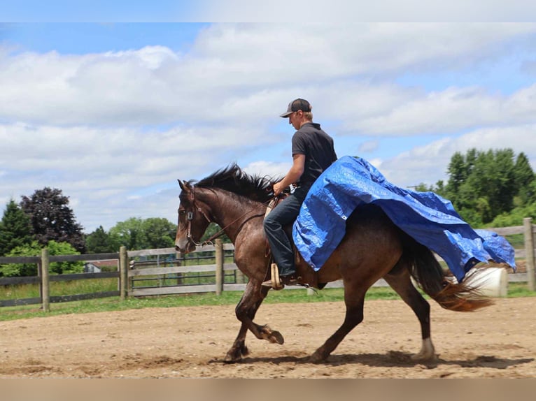 Appaloosa Merrie 5 Jaar 145 cm Roodbruin in Howell