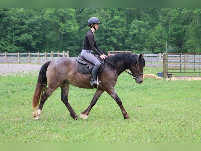 Appaloosa Merrie 5 Jaar 145 cm Roodbruin in Howell