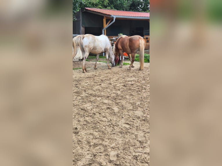 Appaloosa Mix Merrie 5 Jaar 148 cm Appaloosa in Aurich