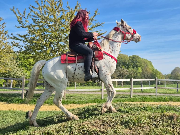 Appaloosa Merrie 5 Jaar 149 cm Appaloosa in Linkenbach