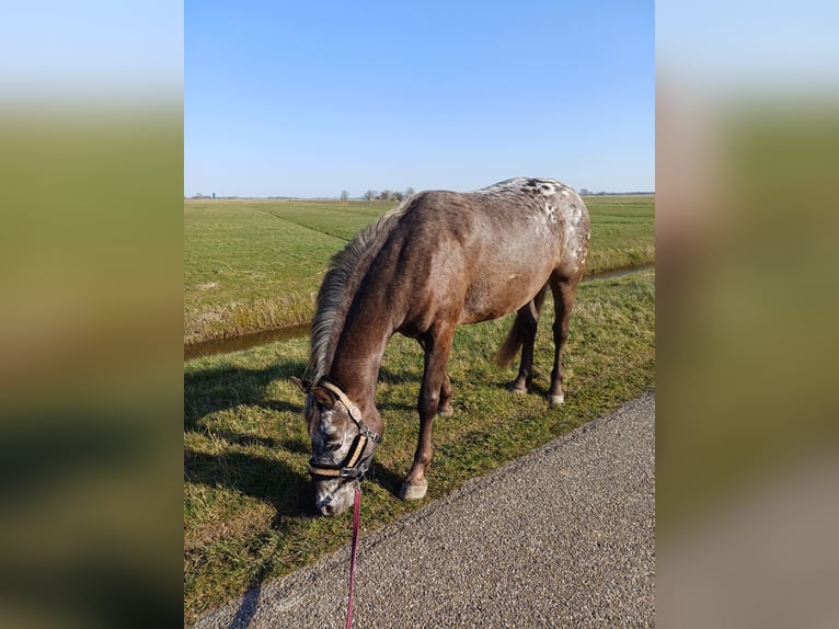 Appaloosa Merrie 5 Jaar 150 cm Appaloosa in Dokkum