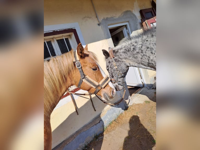 Appaloosa Merrie 5 Jaar 150 cm Vos in Obervogau