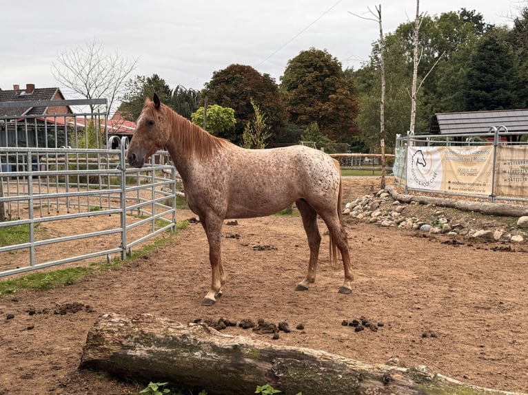Appaloosa Merrie 5 Jaar 153 cm Appaloosa in Soltau