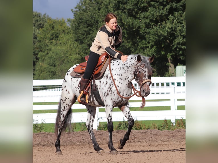 Appaloosa Mix Merrie 5 Jaar 153 cm Appaloosa in Oberlangen