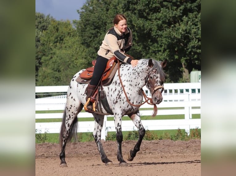 Appaloosa Mix Merrie 5 Jaar 153 cm Appaloosa in Oberhausen