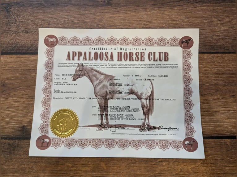 Appaloosa Merrie 5 Jaar 155 cm Bruin in Morbach