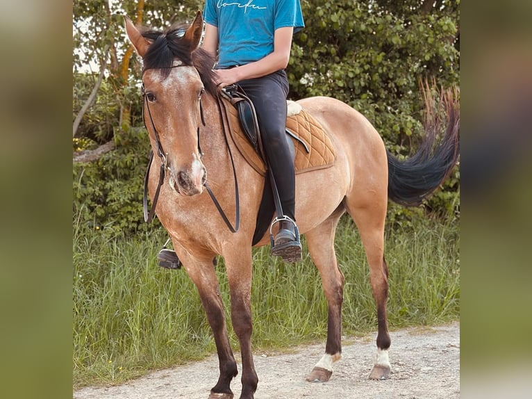 Appaloosa Merrie 5 Jaar 155 cm Roan-Bay in Bad M&#xFC;nstereifel