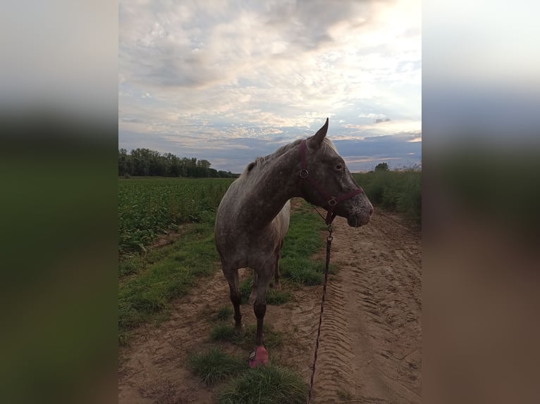 Appaloosa Merrie 5 Jaar 157 cm Red Dun in Sittard