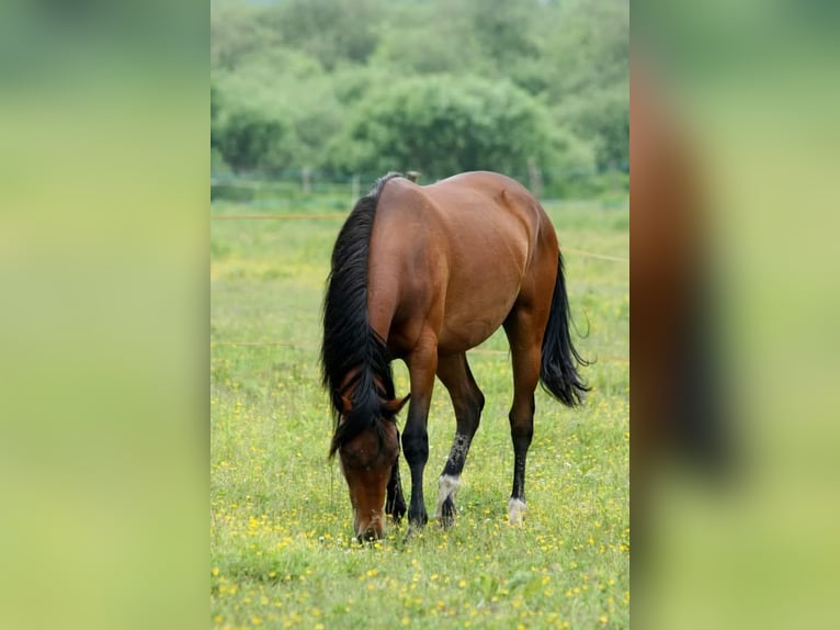 Appaloosa Merrie 5 Jaar 158 cm Bruin in Staré Sedlo - Darmyšl