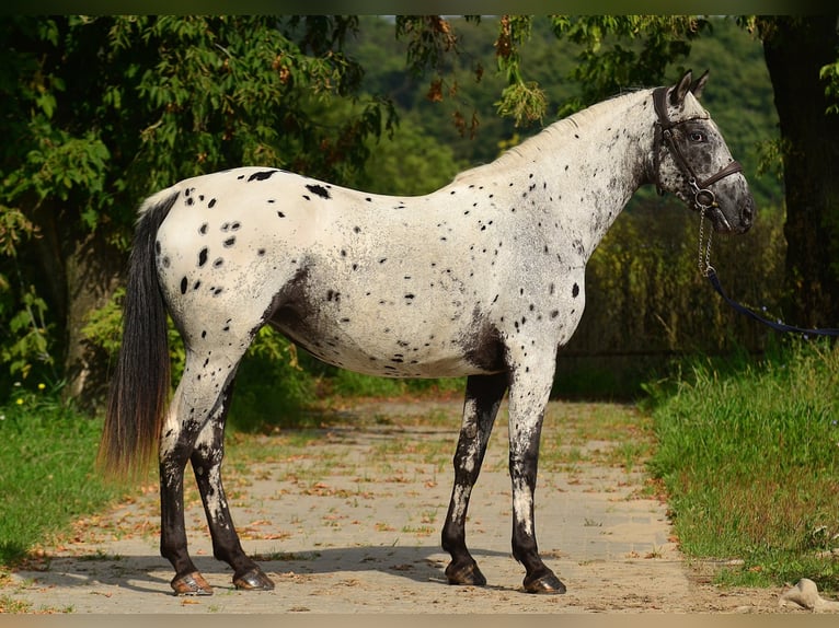 Appaloosa Merrie 5 Jaar 162 cm Appaloosa in Iwno