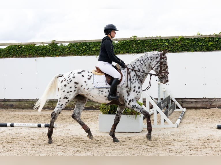 Appaloosa Merrie 5 Jaar 167 cm Appaloosa in Waddinxveen Appaloosa Merrie 5 Jaar 167 cm Appaloosa in Waddinxveen