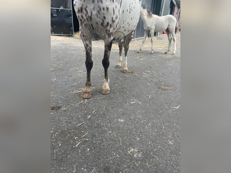 Appaloosa Merrie 6 Jaar 113 cm Appaloosa in GROTE-BROGEL