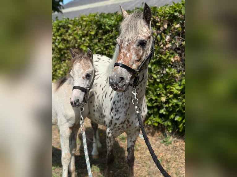Appaloosa Merrie 6 Jaar 113 cm Appaloosa in GROTE-BROGEL