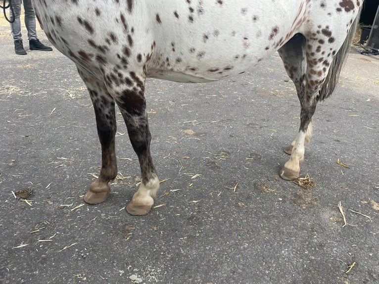 Appaloosa Merrie 6 Jaar 113 cm Appaloosa in GROTE-BROGEL