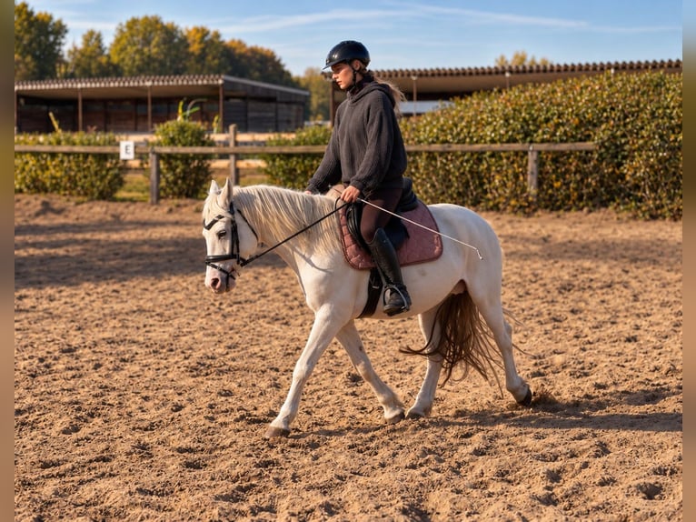 Appaloosa Mix Merrie 6 Jaar 140 cm Schimmel in Trebbin