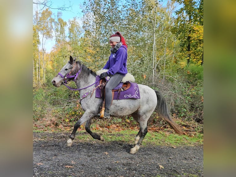 Appaloosa Merrie 6 Jaar 145 cm Appaloosa in Linkenbach