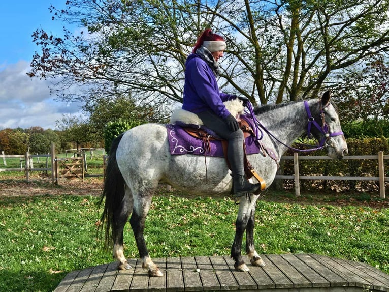 Appaloosa Merrie 6 Jaar 145 cm Appaloosa in Linkenbach