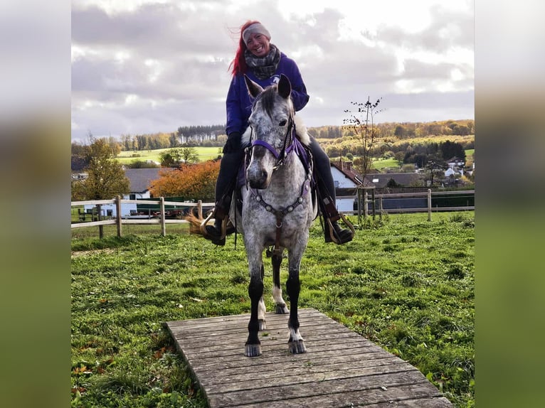 Appaloosa Merrie 6 Jaar 145 cm Appaloosa in Linkenbach