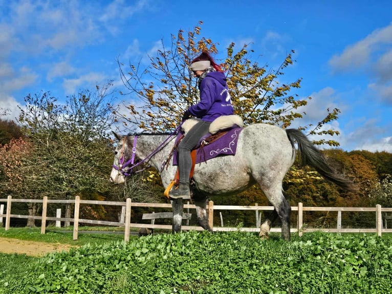 Appaloosa Merrie 6 Jaar 145 cm Appaloosa in Linkenbach