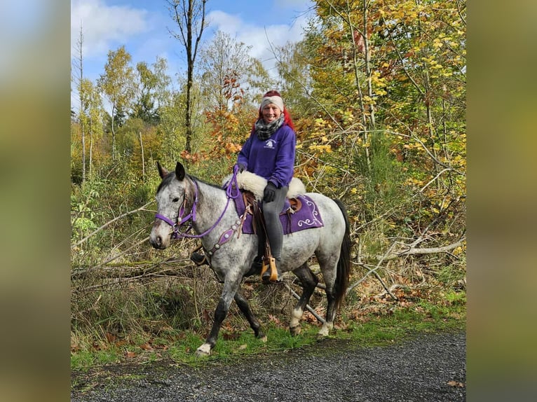 Appaloosa Merrie 6 Jaar 145 cm Appaloosa in Linkenbach