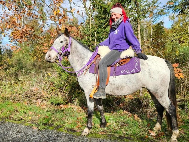 Appaloosa Merrie 6 Jaar 145 cm Appaloosa in Linkenbach
