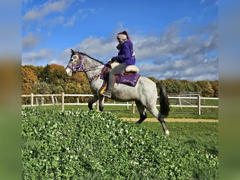 Appaloosa Merrie 6 Jaar 145 cm Appaloosa in Linkenbach