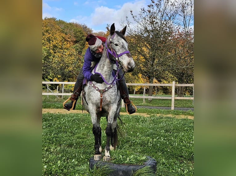 Appaloosa Merrie 6 Jaar 145 cm Appaloosa in Linkenbach