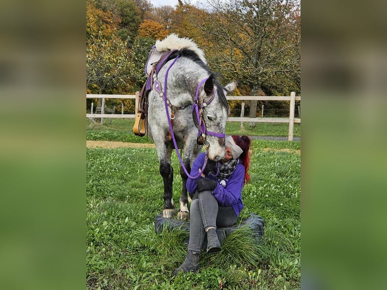 Appaloosa Merrie 6 Jaar 145 cm Appaloosa in Linkenbach