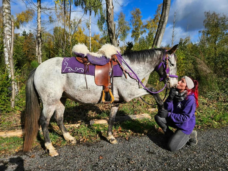 Appaloosa Merrie 6 Jaar 145 cm Appaloosa in Linkenbach