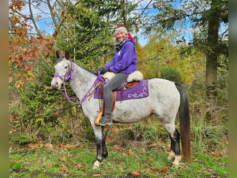 Appaloosa Merrie 6 Jaar 145 cm Appaloosa in Linkenbach
