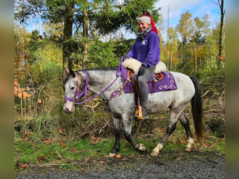 Appaloosa Merrie 6 Jaar 145 cm Appaloosa in Linkenbach
