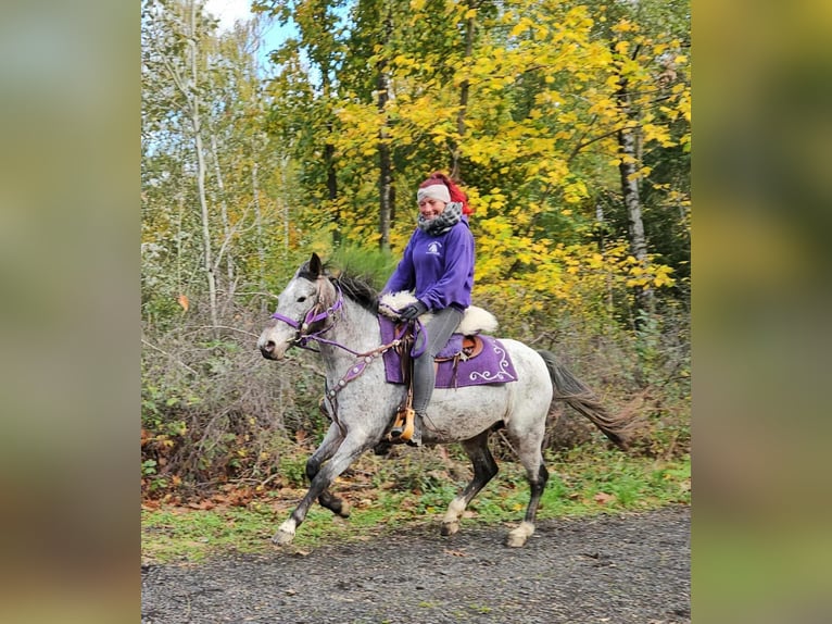 Appaloosa Merrie 6 Jaar 145 cm Appaloosa in Linkenbach