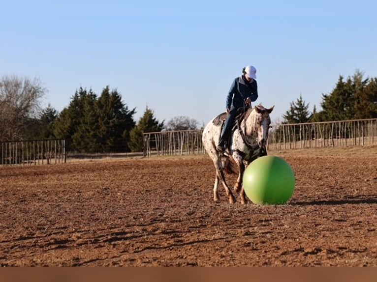 Appaloosa Merrie 6 Jaar 150 cm Donkere-vos in Perry