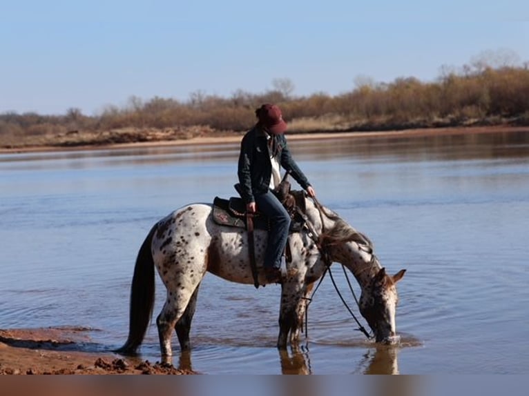 Appaloosa Merrie 6 Jaar 150 cm Donkere-vos in Perry